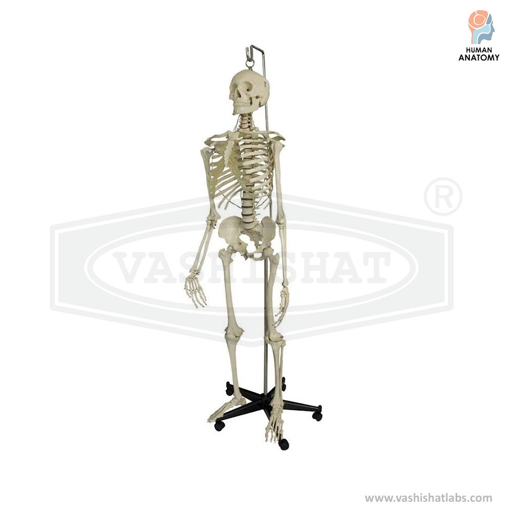  Human Skeleton Anatomy Model 